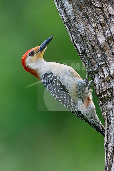 Adult male
Harris Co., TX
April 2006 stock-image by Agami/Brian E Small,