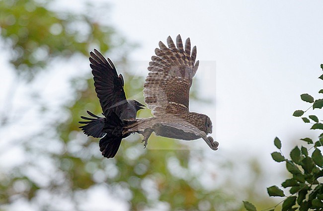 Adult Tawny Owl (Strix aluco) in flight being attacked by a Jackdaw (Corvus monedula) at Lyngby, Denmark stock-image by Agami/Helge Sorensen,