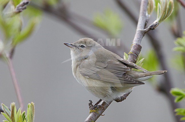 Tuinfluiter op tak, Garden Warbler on branch stock-image by Agami/Markus Varesvuo,