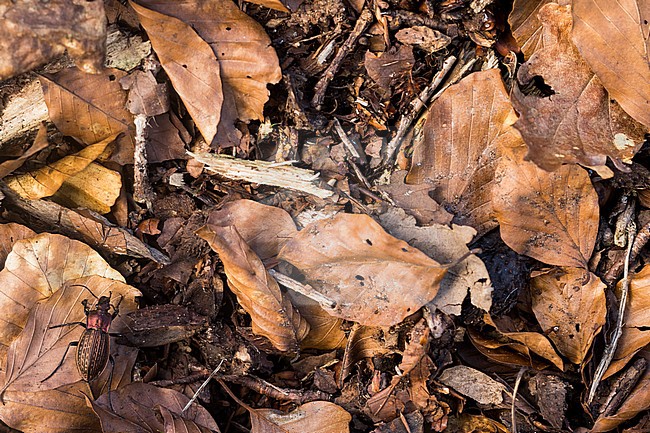 Carabus cancellatus - Körnerwarze, Germany (Baden-Württemberg), imago, female stock-image by Agami/Ralph Martin,