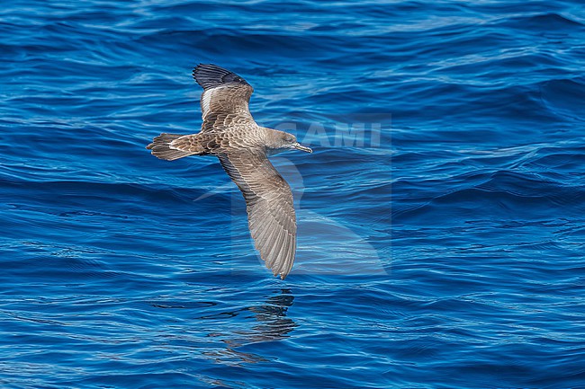 Cape Verde Shearwater (Calonectris edwardsii) flying off Sao Nicolau, Cape Verde. stock-image by Agami/Vincent Legrand,