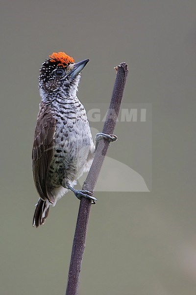 White-bellied Piculet (Picumnus spilogaster) in Guyana. stock-image by Agami/Dubi Shapiro,