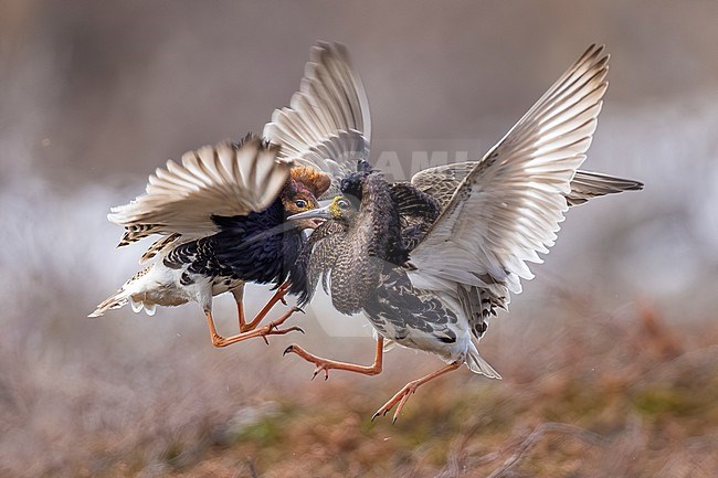 Ruff, Philomachus pugnax, in arctic Norway. Two male Ruff fighting on a lek at Komagvaerstranda in the Varangerfjord. stock-image by Agami/Daniele Occhiato,