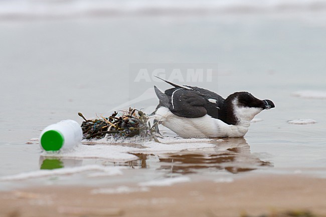Verzwakte Alk aangespoeld op het strand; Weakened Razorbill washed ashore stock-image by Agami/Arnold Meijer,