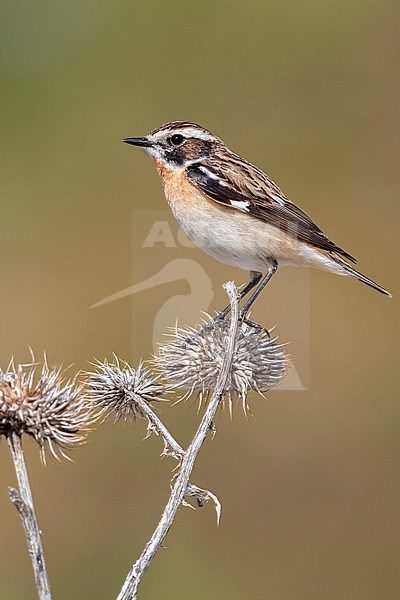 Whinchat (Saxicola rubetra), side view of an adult male perched on a dead thistle, Abruzzo, Italy stock-image by Agami/Saverio Gatto,