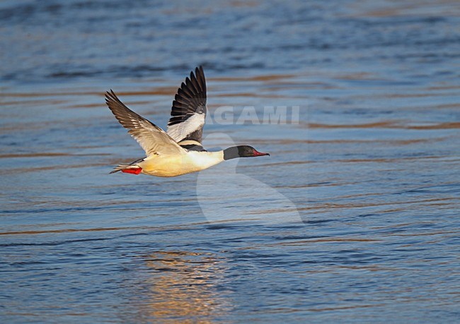 Mannetje Grote Zaagbek vliegt laag over water;Male goosander flying low over water stock-image by Agami/Ran Schols,
