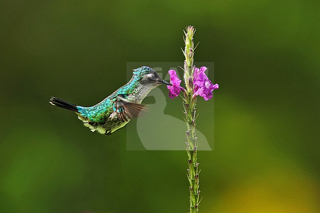 Violet-headed Hummingbird, Klais guimeti stock-image by Agami/Greg & Yvonne Dean,