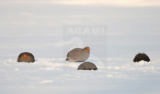 A group Grey Partridges looking for food in snow Netherlands, Een groep Patrijzen naar voedsel zoekend in sneeuw Nederland stock-image by Agami/Reint Jakob Schut,