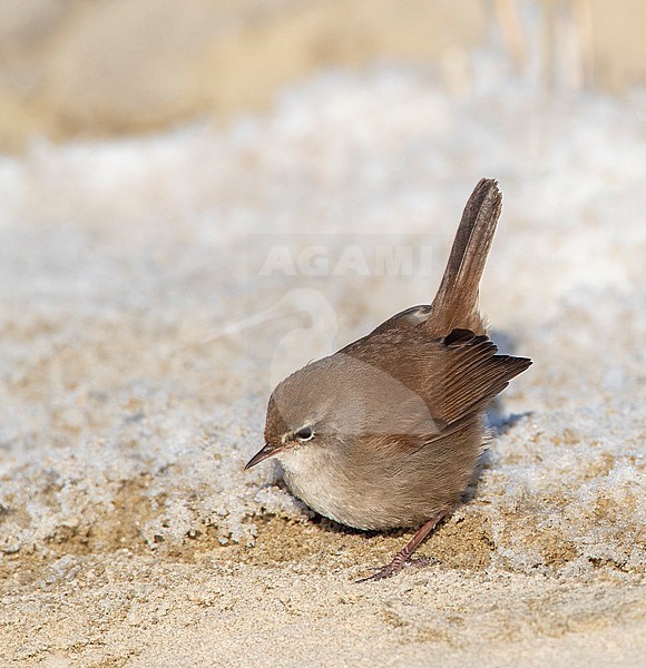 Wintering Cetti's Warbler, Cettia cetti) in Berkheide dunes, south of Katwijk, Netherlands. stock-image by Agami/Marc Guyt,