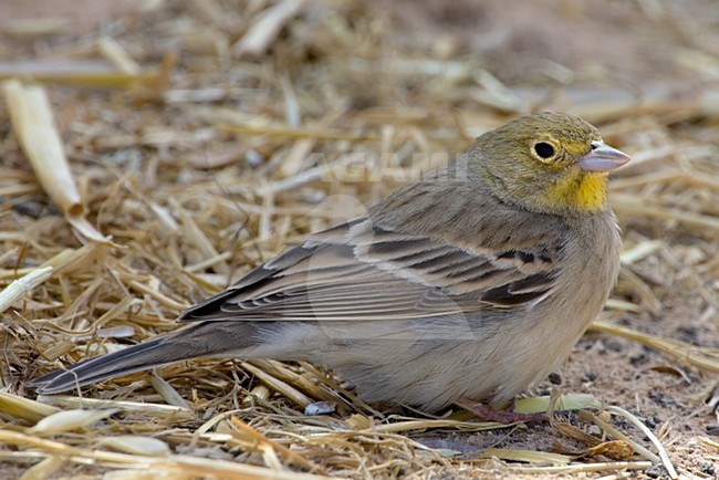 Smyrnagors op de grond, Cinereous Bunting on the ground stock-image by Agami/Daniele Occhiato,