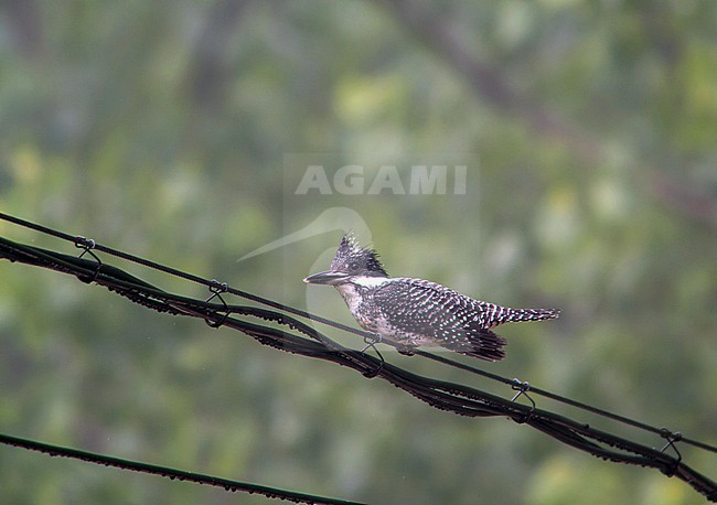Crested Kingfisher (Megaceryle lugubris) in China. Perched on electricity wire. stock-image by Agami/Pete Morris,