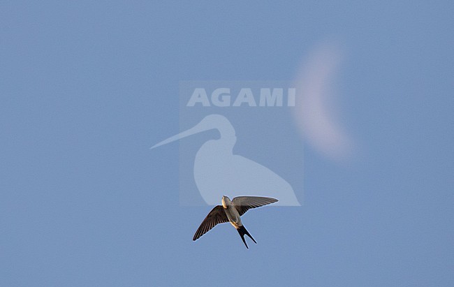 First-winter Red-rumped Swallow (Cecropis rufula) in flight seen from below with the moon in the background, during August night in Greece. stock-image by Agami/Ian Davies,