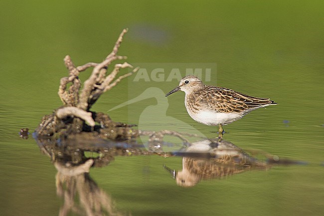 Least Sandpiper (Calidris minutilla) in a mudflat in Toronto, Ontario, Canada. stock-image by Agami/Glenn Bartley,