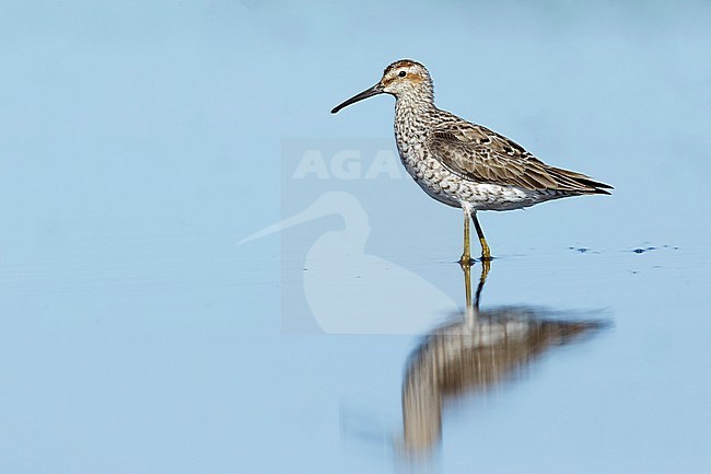 Adult Stilt Sandpiper (Calidris himantopus) in breeding plumage in Galveston County, Texas, USA. stock-image by Agami/Brian E Small,
