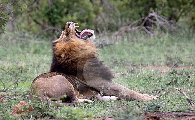 Adult male Lion (Panthera Leo) resting in Kruger National Park in South Africa. Yawning and showing large fangs. stock-image by Agami/Dani Lopez-Velasco,