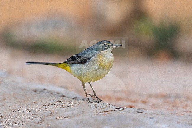 Side view of a Gey Wagtail stock-image by Agami/Onno Wildschut,