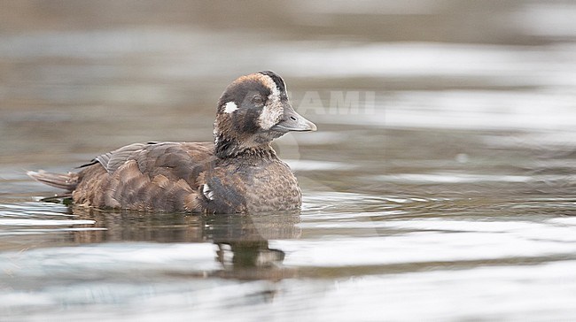 Harlequin Duck (Histrionicus histrionicus) adult female swimming stock-image by Agami/Ian Davies,