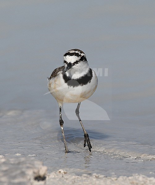 The Madagascan Plover is an endemic bird of Madagascar. stock-image by Agami/Eduard Sangster,