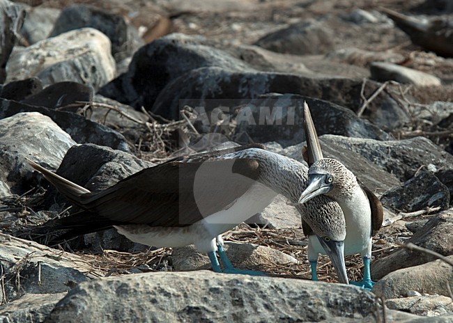 Blauwvoetgent baltsend op rots, Blue-footed Booby displaying on rock stock-image by Agami/Roy de Haas,