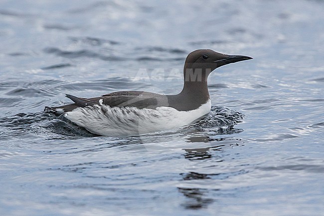 Common Murre (Uria aalge), adult swimming in the sea stock-image by Agami/Saverio Gatto,