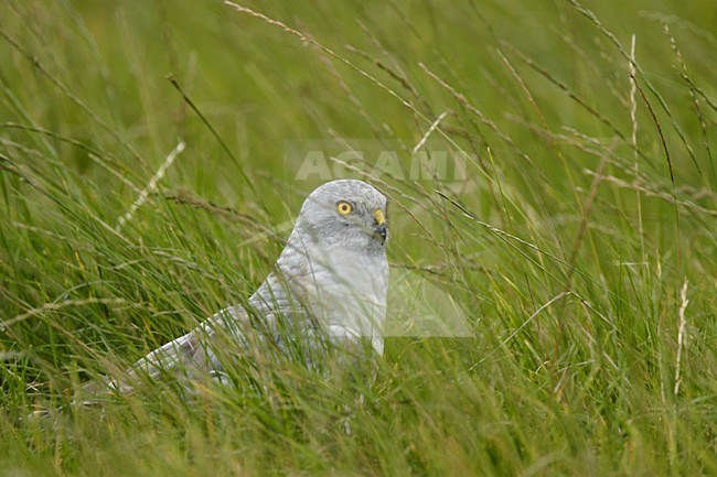 Mannetje Blauwe Kiekendief op de grond; Male Hen Harrier on the ground stock-image by Agami/Reint Jakob Schut,
