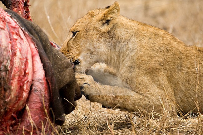 Jonge Afrikaanse Leeuw; Young African Lion stock-image by Agami/Marc Guyt,