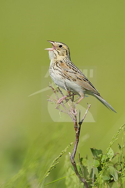 Adult
Kidder Co., ND
June 2020 stock-image by Agami/Brian E Small,