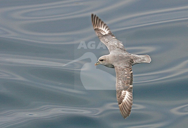 Northern Fulmar (Fulmarus glacialis) in flight off Spitsbergen, arctic Norway. stock-image by Agami/Pete Morris,
