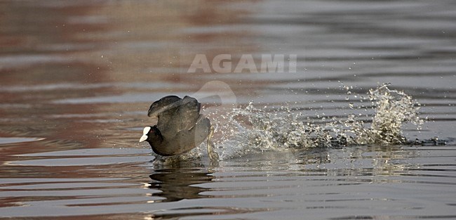 Landende Meerkoet; Eurasian Coot landing stock-image by Agami/Marc Guyt,
