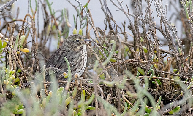 Savannah Sparrow (Passerculus sandwichensis) perched on a branch stock-image by Agami/Ian Davies,