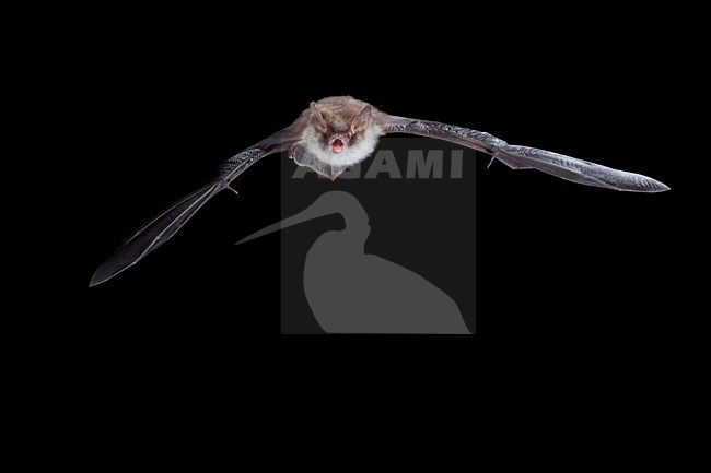 Franjestaart vliegend; Natterer's Bat flying stock-image by Agami/Theo Douma,