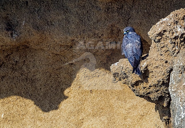 Intermediate morph female Eleonora's Falcon perched on SalÃ© cliffs near Raba, Morocco. stock-image by Agami/Vincent Legrand,