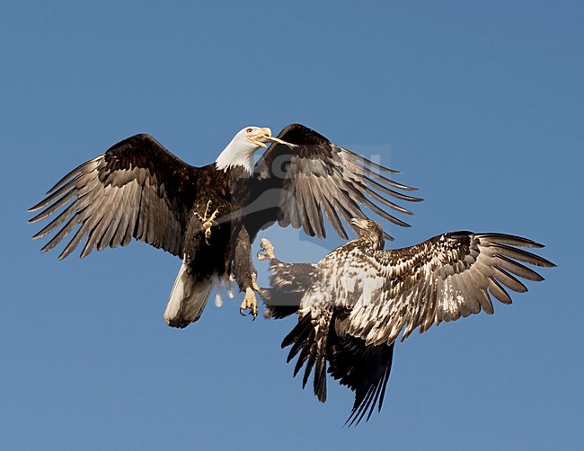 Amerikaanse Zeearenden vechtend in de lucht, Bald Eagles fighting while flying stock-image by Agami/David Hemmings,