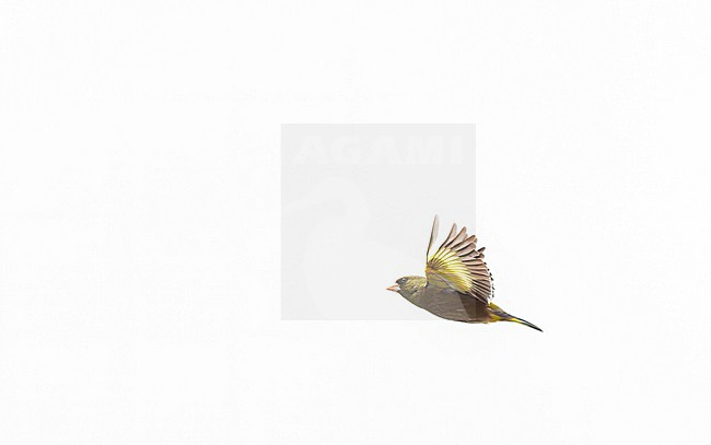 Oriental Greenfinch (Chloris sinica) in Japan. stock-image by Agami/Marc Guyt,