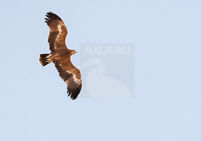 Steppe Eagle (Aquila nipalensis) during spring migration over Eilat Mountains, Israel. stock-image by Agami/Marc Guyt,