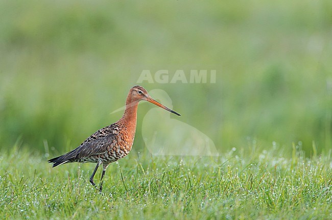 Adult Black-tailed Godwit (Limosa limosa limosa) in the Netherlands during spring. Summer plumage bird. stock-image by Agami/Marc Guyt,