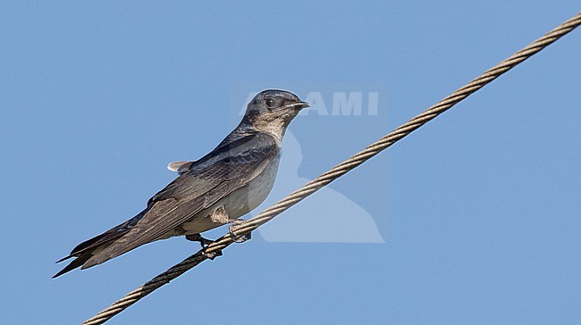Gray-breasted Martin (Progne chalybea) adult perched stock-image by Agami/Ian Davies,