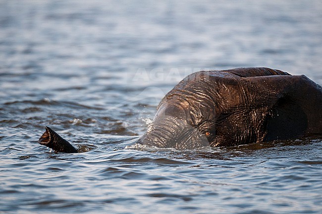 An African elephant calf, Loxodonda africana, swimming in the Chobe River. Chobe River, Chobe National Park, Botswana. stock-image by Agami/Sergio Pitamitz,