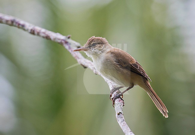 Caroline reed warbler (Acrocephalus syrinx) on Chuuk, part of the Federated States of Micronesia. stock-image by Agami/Pete Morris,