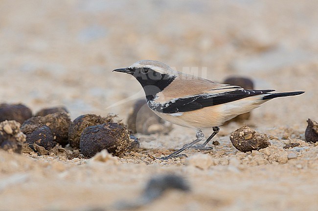Desert Wheatear (Oenanthe deserti), Standing on the ground, Qurayyat, Muscat Governorate, Oman stock-image by Agami/Saverio Gatto,