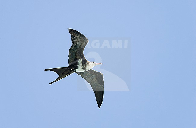 Juvenile / Immature Lesser Frigatebird (Fregata ariel) in flight over an atoll in the Amirante Islands in the Indian Ocean. stock-image by Agami/David Monticelli,