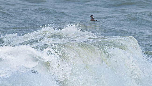  stock-image by Agami/Menno van Duijn,