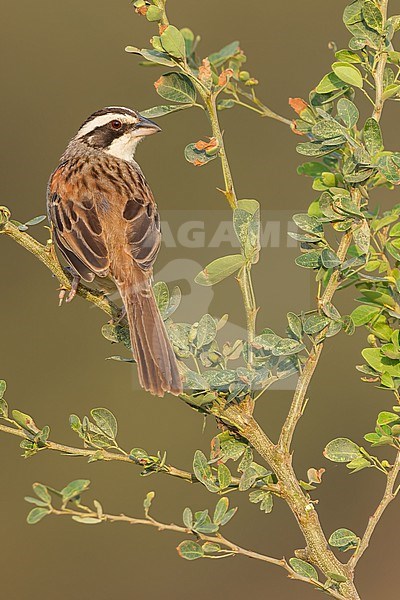 Stripe-headed Sparrow (Peucaea ruficauda) in mexico stock-image by Agami/Dubi Shapiro,