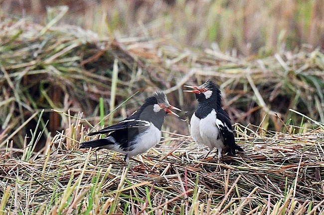 Siamese pied myna (Gracupica floweri) wintering near Pak Thale in Thailand. stock-image by Agami/Laurens Steijn,