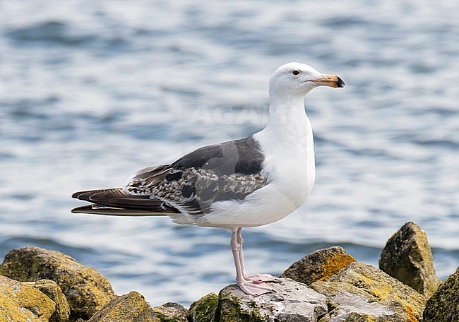 Third-summer Great Black-backed Gull (Larus marinus) summering in The Netherlands. Seen from the side, standing on a small rock. stock-image by Agami/Edwin Winkel,