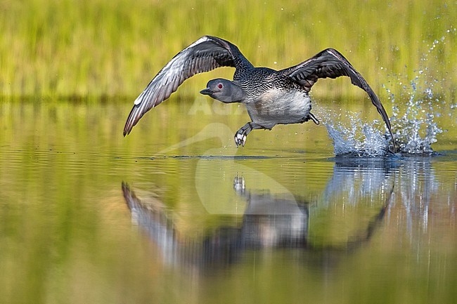 Adult Red-throated Diver (Gavia stellata) flying over a tundra lake on Iceland. Taking off, running over the water surface. stock-image by Agami/Daniele Occhiato,