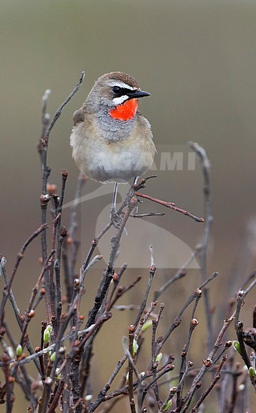 Siberian Rubythroat - Rubinkehlchen - Luscinia calliope, Russia (Ural), adult male stock-image by Agami/Ralph Martin,