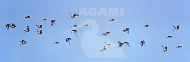 Kneu groep vliegend; Common Linnet group flying stock-image by Agami/Markus Varesvuo,