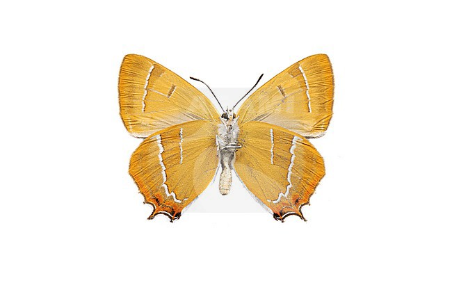 Brown Hairstreak, Sleedoornpage,, Thecla betulae stock-image by Agami/Wil Leurs,