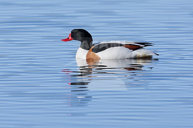 Common Shelduck (Tadorna tadorna), side view of an adult male swimming in the water, Capital Region, Iceland stock-image by Agami/Saverio Gatto,